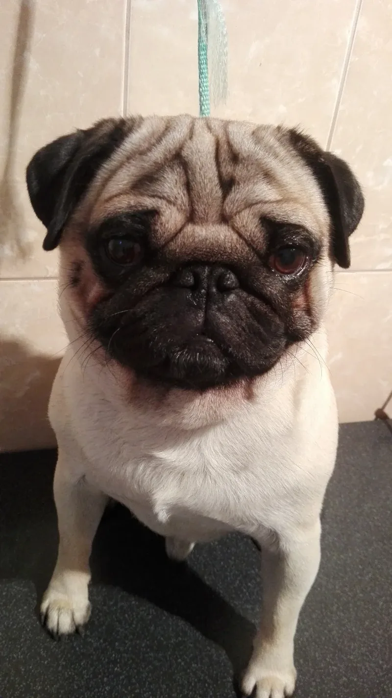Mops în cabinet